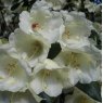 Rhododendron Flava