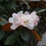 Rhododendron flinckii EGM077