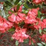 Rhododendron floccigerum