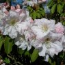 Rhododendron fortunei AGM