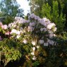 Rhododendron fortunei AGM