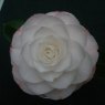 Camellia Desire AGM