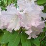 Rhododendron fortunei discolor 'John Elcock'  AGM