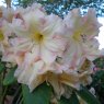 Rhododendron Fred Wynniatt