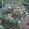 Rhododendron fulvum  AGM