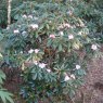 Rhododendron fulvum  AFF KR9861