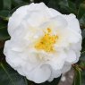 Camellia x williamsii 'ETR Carlyon' AGM