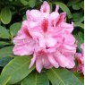 Rhododendron Furnivall's Daughter  AGM