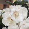 Rhododendron Gartendirektor Rieger  AGM