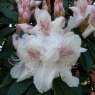 Rhododendron Geoffroy Millais