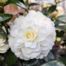 Camellia japonica 'Golden Anniversary'