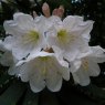 Rhododendron glanduliferum