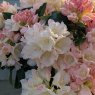 Rhododendron Golden Torch  AGM