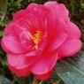 Camellia japonica 'Elegans'  AGM