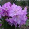 Rhododendron Graham Thomas