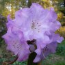 Rhododendron Graham Thomas