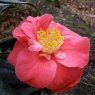 Camellia japonica 'Guilio Nuccio'  AGM