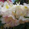 Rhododendron Greensleeves