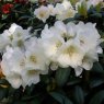 Rhododendron Grumpy