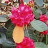 Rhododendron haematodes