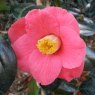 Camellia japonica 'Jupiter'  AGM