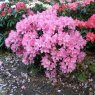 Rhododendron Hampshire Belle