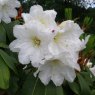 Rhododendron hemsleyanum