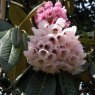 Rhododendron hodgsonii