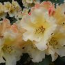 Rhododendron Horizon Monarch  AGM