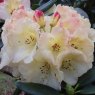 Rhododendron Horizon Monarch  AGM