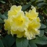 Rhododendron Hotei