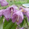 Rhododendron huianum   EGM 316