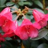 Rhododendron Hummingbird