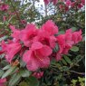 Rhododendron Hummingbird