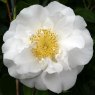 Camellia japonica 'Silver Anniversary' AGM