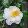 Camellia japonica 'Silver Anniversary' AGM