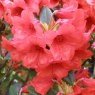 Rhododendron Hussar