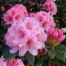 Rhododendron Hydon Dawn  AGM