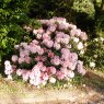 Rhododendron Hydon Dawn  AGM