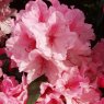 Rhododendron Hydon Dawn STANDARD