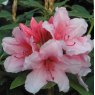 Rhododendron Hydon Dawn STANDARD