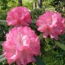 Rhododendron Hydon Hunter  AGM