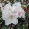 Rhododendron Hydon Velvet