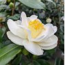Camellia japonica 'Silver Anniversary' AGM
