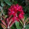 Rhododendron Impi