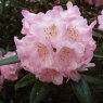 Rhododendron insigne  AGM