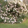 Rhododendron irroratum 'Polka Dot'