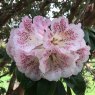 Rhododendron irroratum 'Polka Dot'