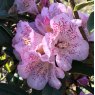 Rhododendron irroratum 'Polka Dot'
