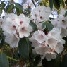 Rhododendron Janet